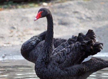 Black Swans 3