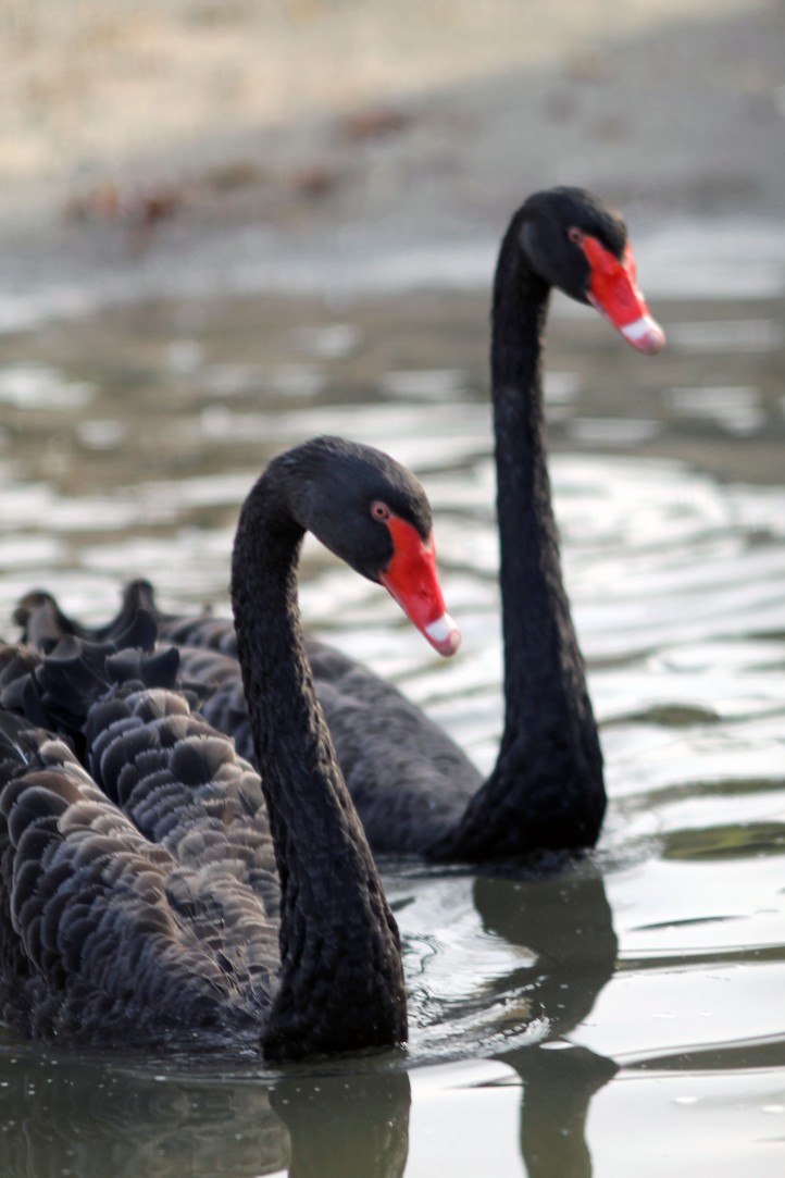 Black Swans 4
