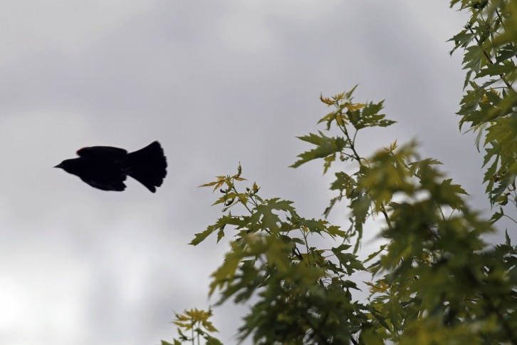 Red-Winged Blackbird In Flight, Great Meadows, Concord, Massachusetts